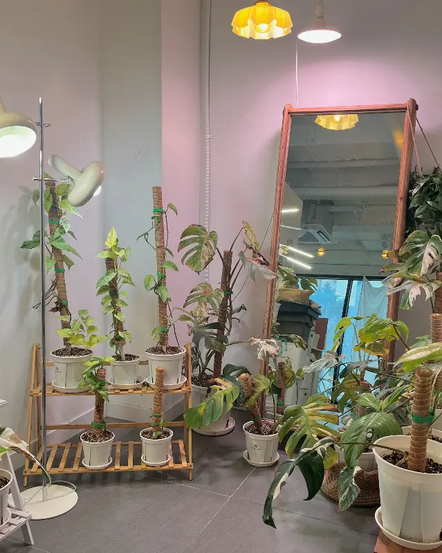 카페 엣헴의 아늑한 내부 인테리어, 곳곳에 놓인 싱그러운 식물들이 눈에 띈다.