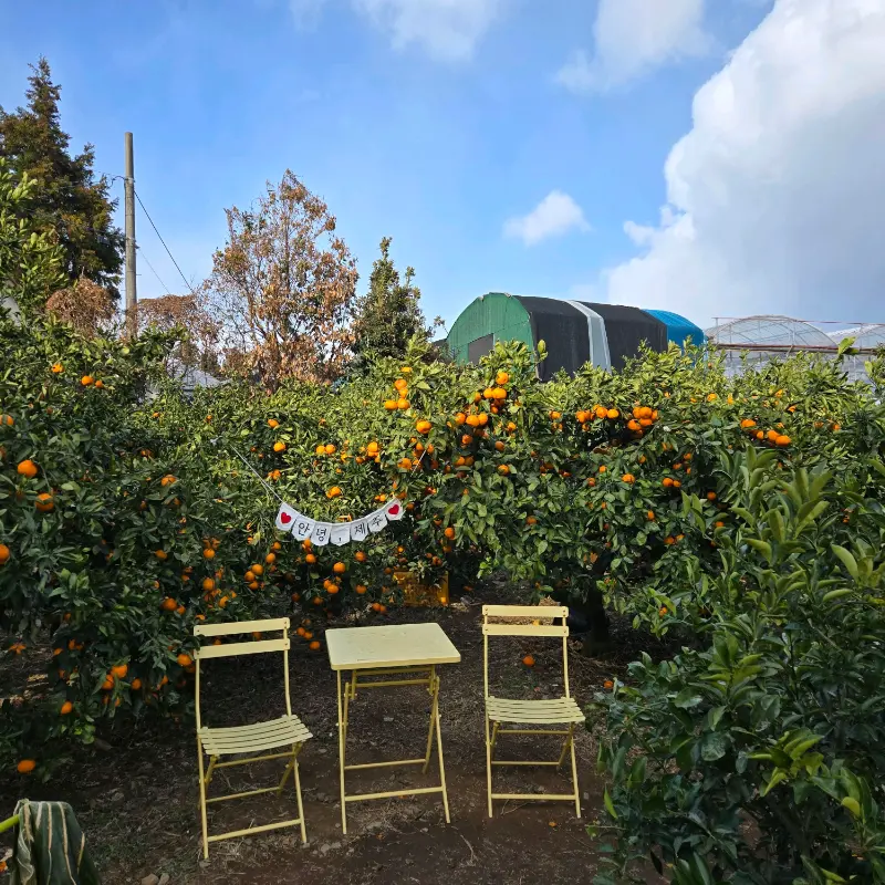 감귤밭 사이 테이블 좌석