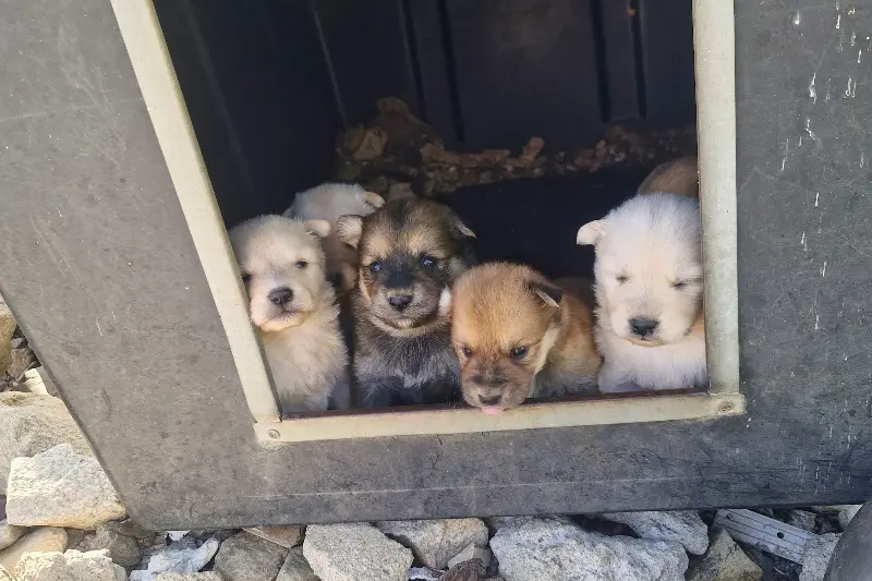 귀여운 강아지들