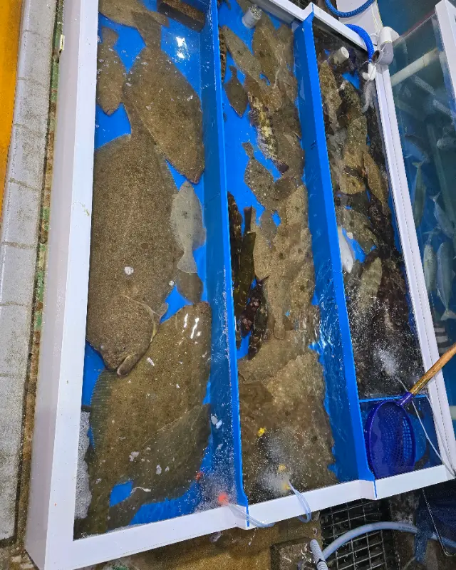 싱싱한 횟감이 가득한 수족관