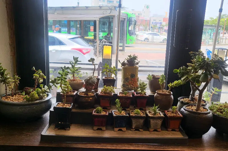 창가에 놓인 화분들