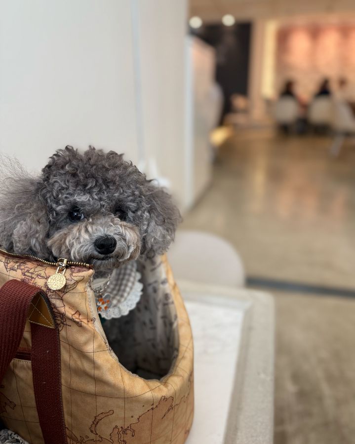 반려견과 함께 즐거운 시간을