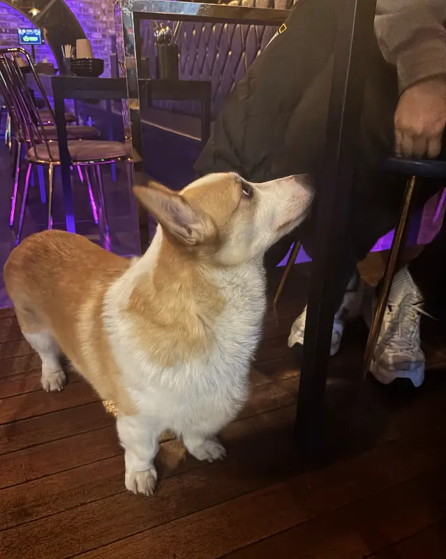 귀여운 웰시코기 가나디