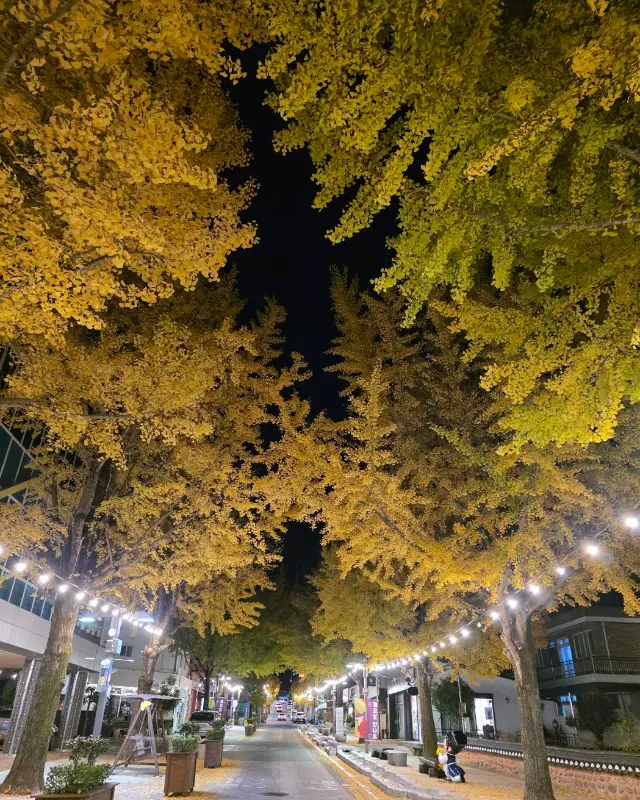 마들렛먼로 앞 은행나무 길