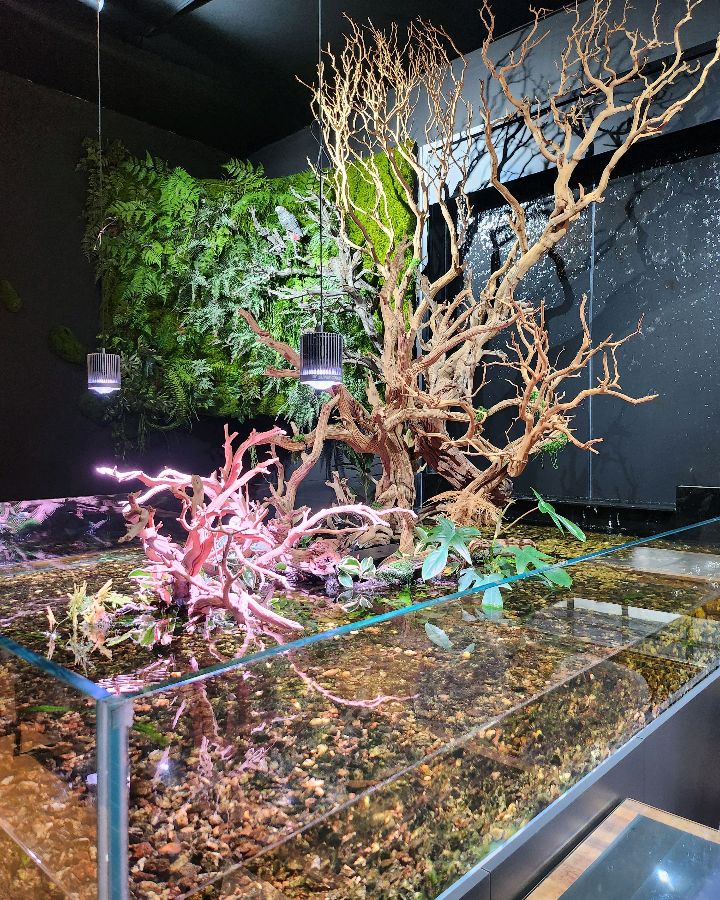 다양한 수생 식물과 유목으로 꾸며진 수조