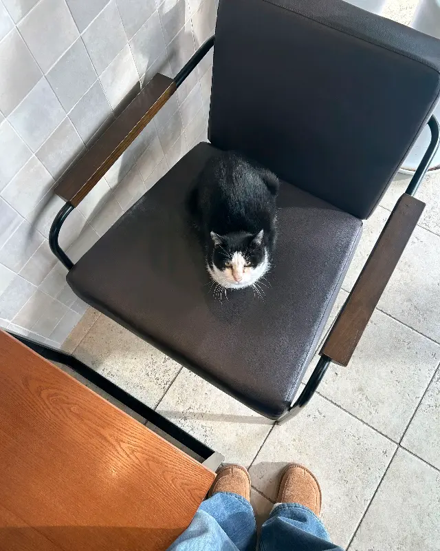 카페 마스코트 고양이