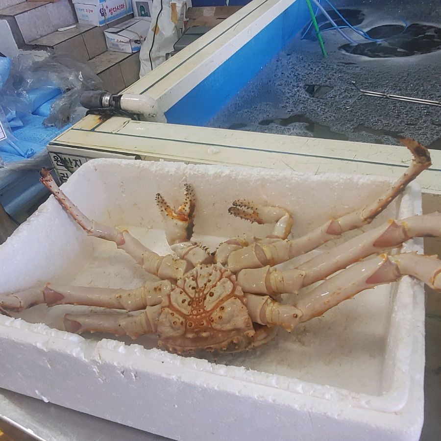 수조 속 킹크랩