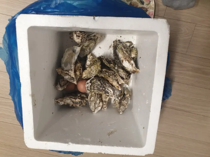 포장해 온 굴