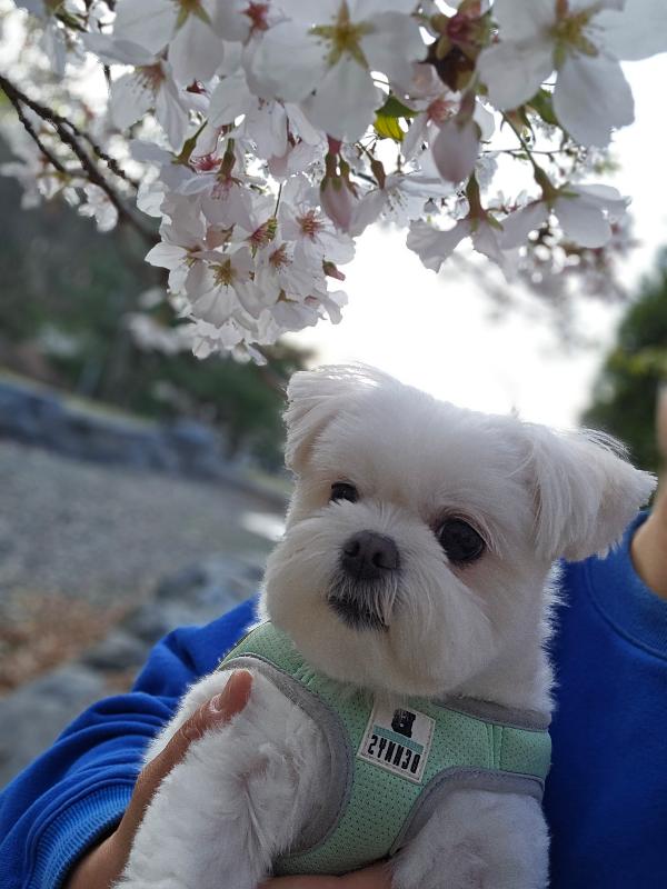 벚꽃 아래 강아지