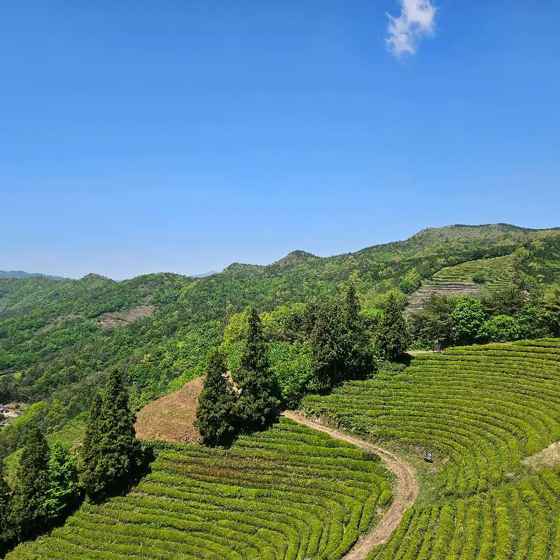 보성 녹차밭 풍경