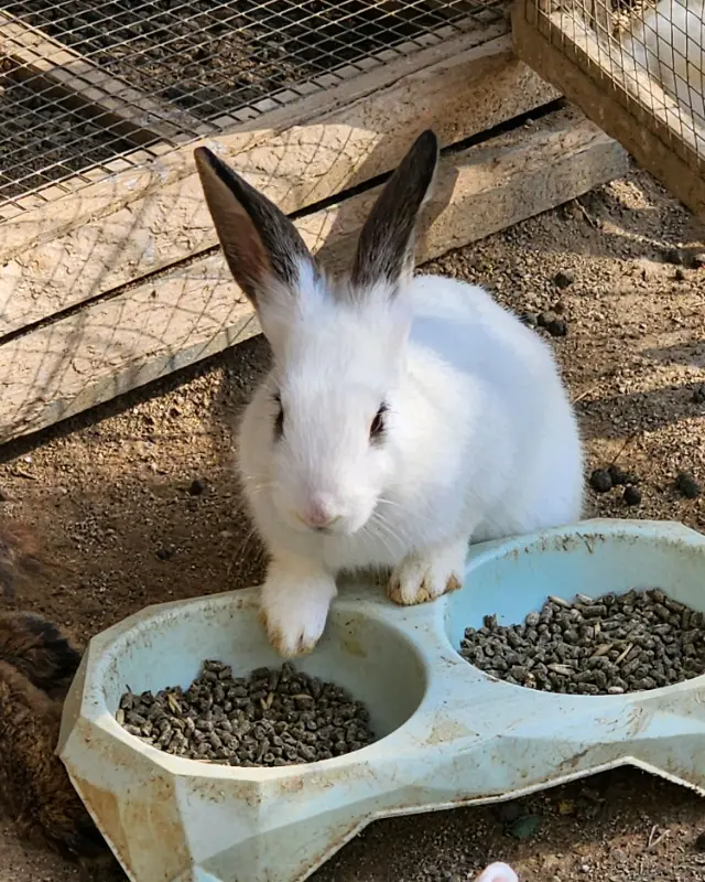 토끼장의 귀여운 토끼