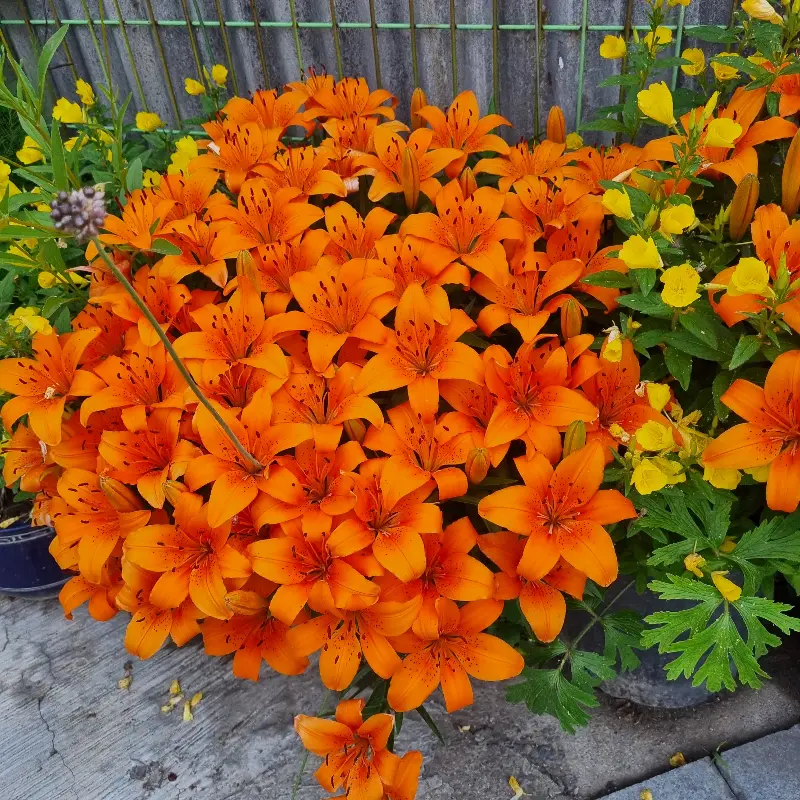 식당 앞에 핀 아름다운 꽃들