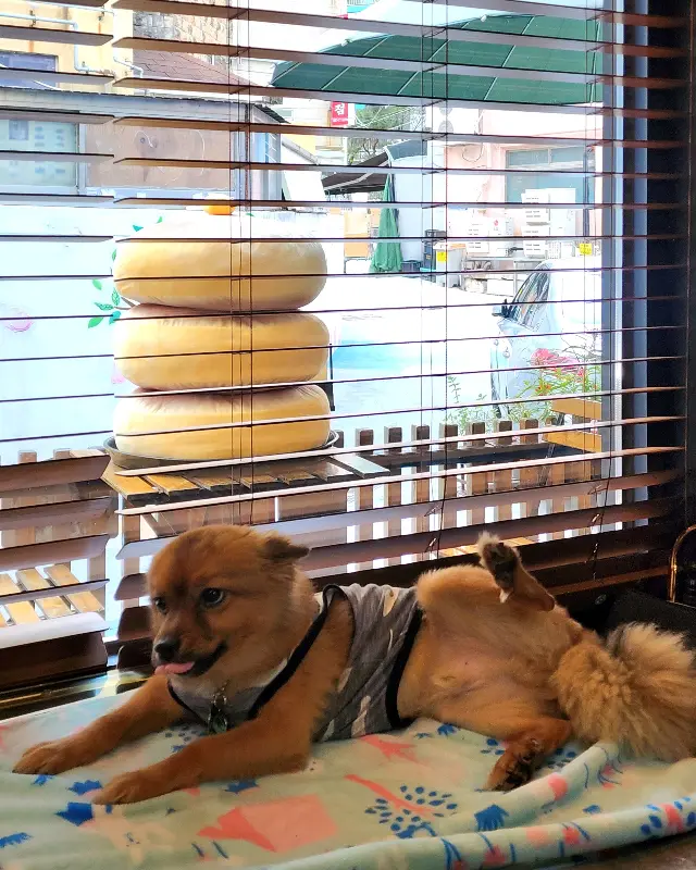 카페 마스코트 강아지