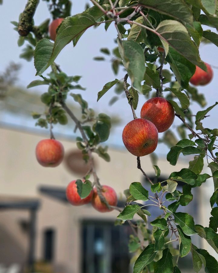 탐스럽게 익어가는 사과