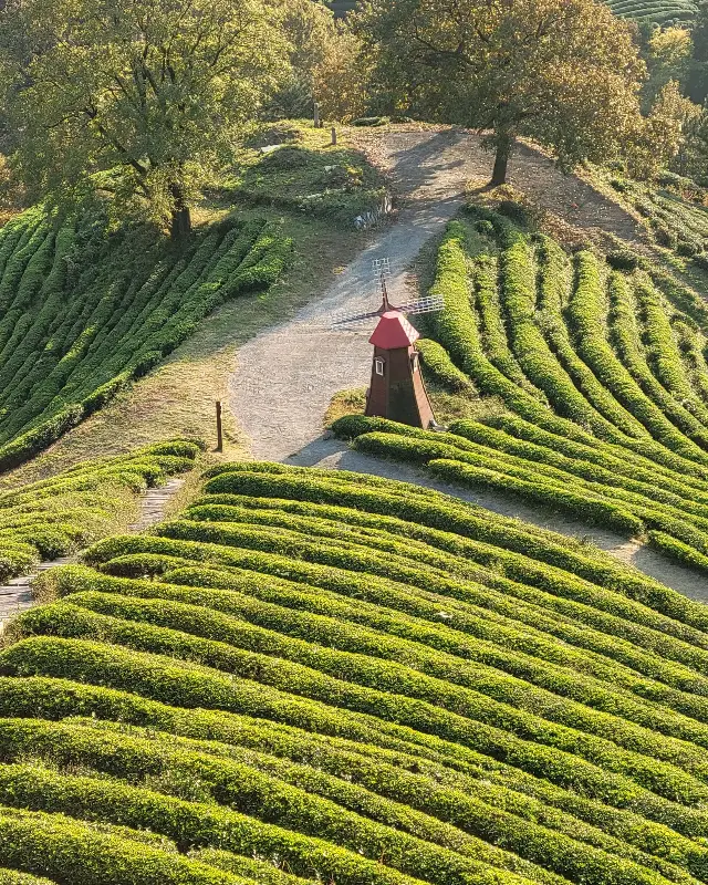 녹차밭과 풍차