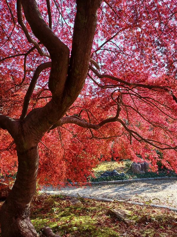 붉게 물든 단풍나무 아래 산책로