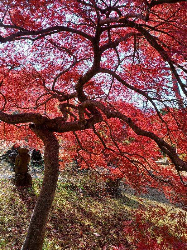 붉은 단풍이 가득한 정원의 모습