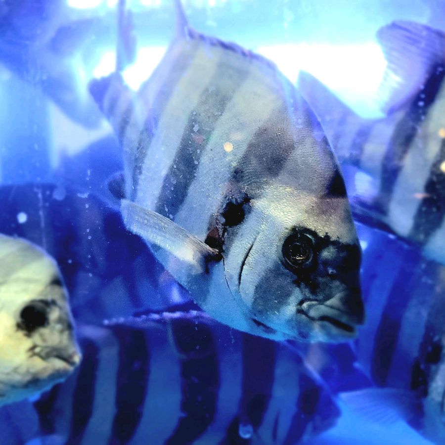 수족관 속 다양한 어종들