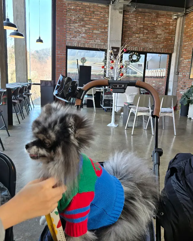 강아지와 함께 여유로운 시간을 보내는 모습