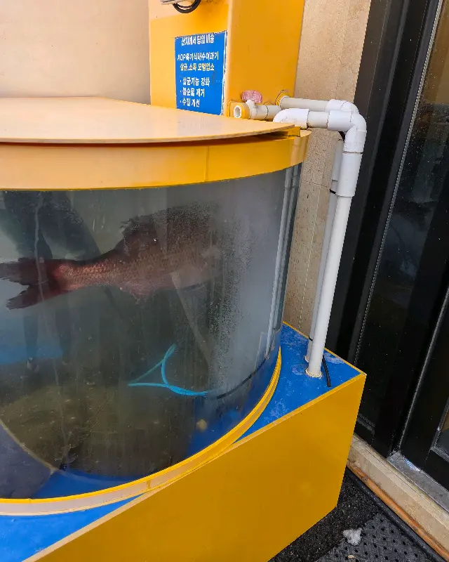 싱싱한 도미가 헤엄치는 수조