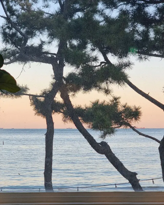 소나무 사이로 보이는 바다 풍경