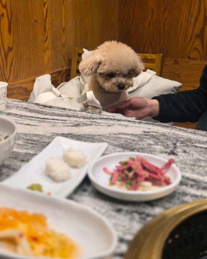 강아지 동반 좌석