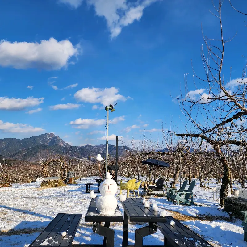 눈 덮인 사과밭 풍경