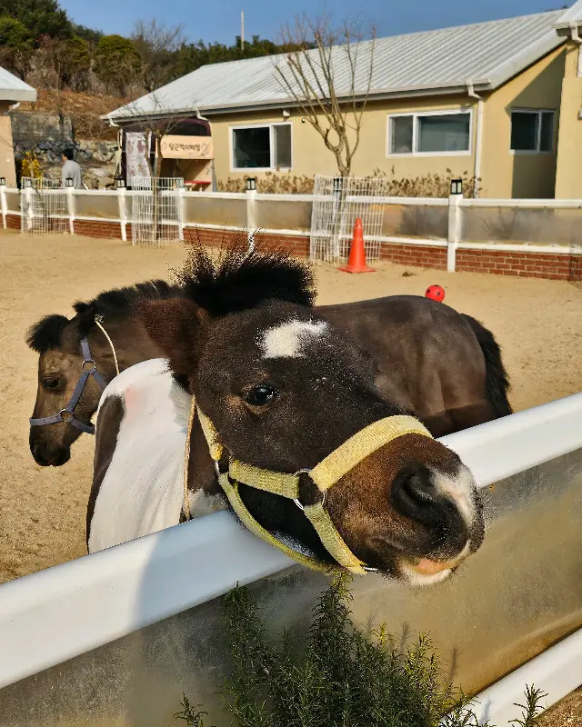 포니들이 기대어 있는 울타리