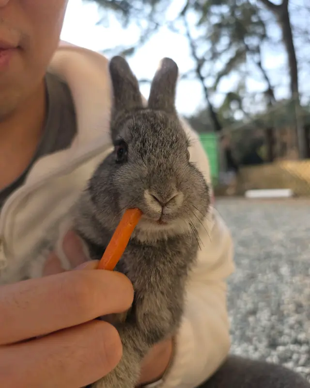 토끼에게 당근을 주는 모습