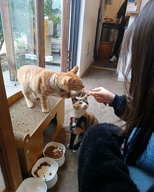 고양이와 교감하는 아이