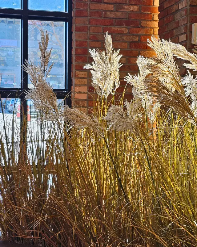 카페 곳곳에 놓인 갈대 장식