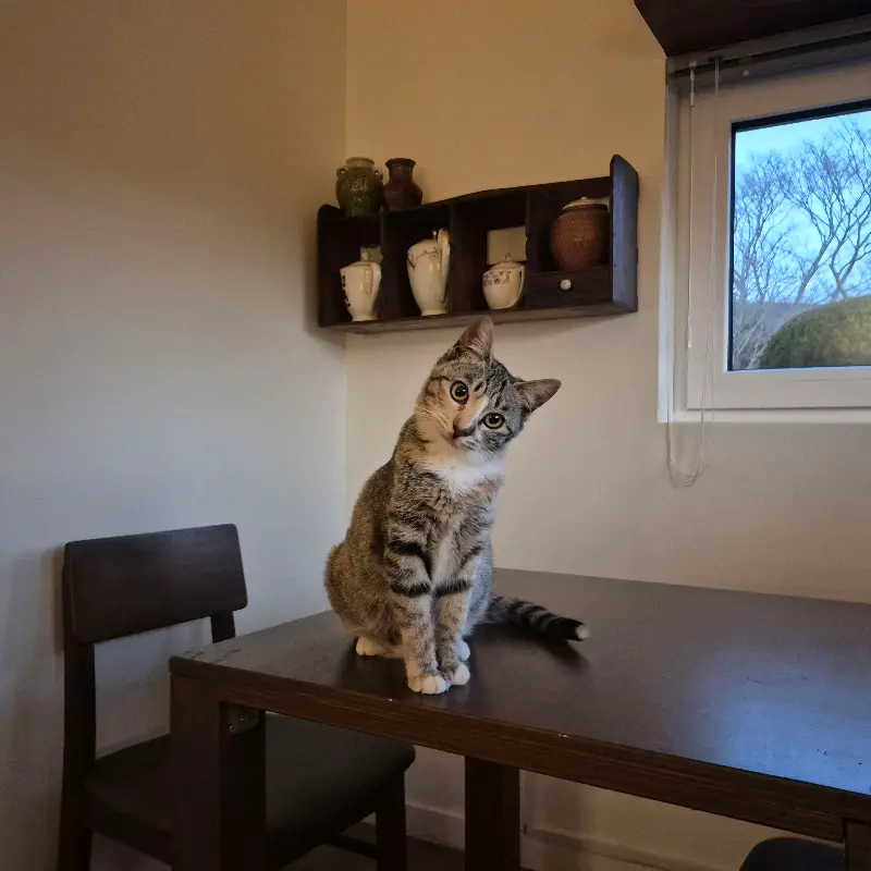 테이블 위 고양이