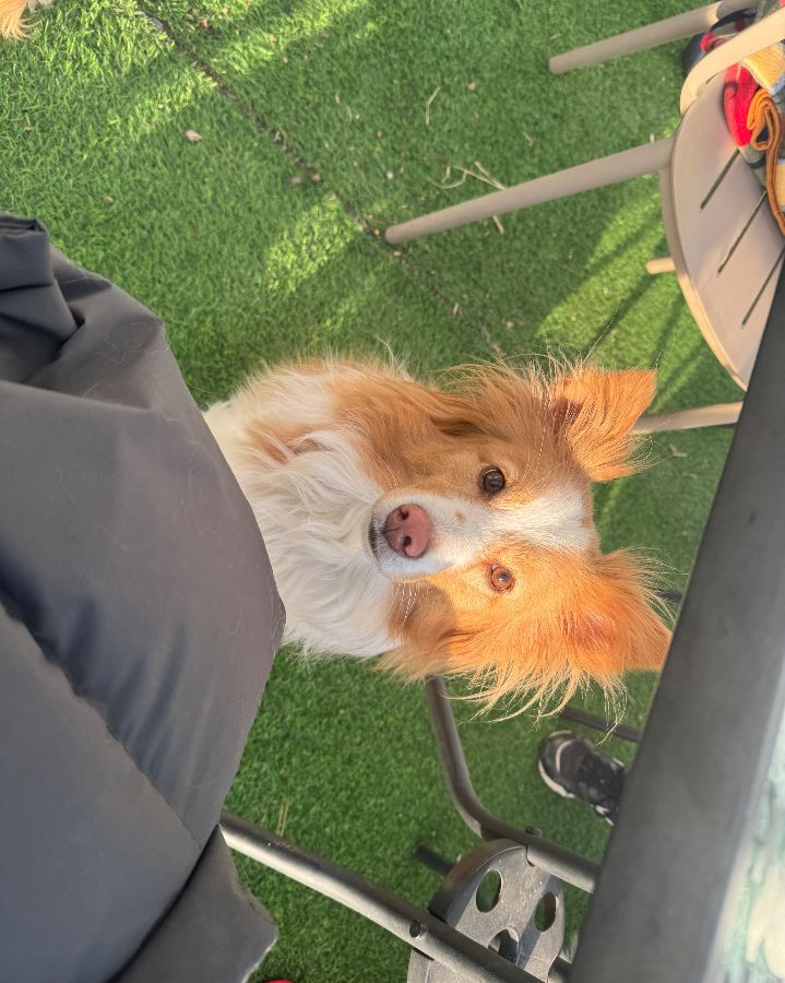 테이블 밑에서 올려다보는 강아지