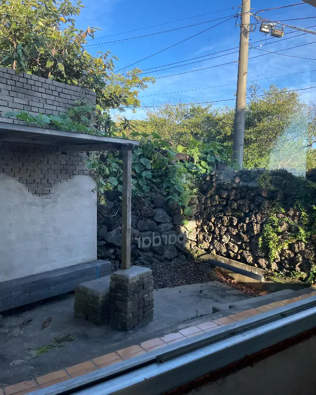 돌담 너머 보이는 푸른 나무