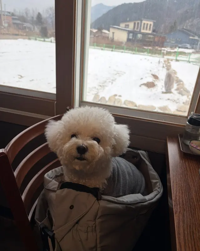 애견 동반 가능