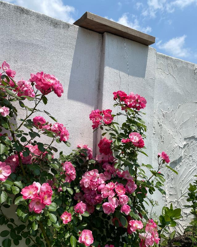 가게 외벽에 핀 아름다운 장미