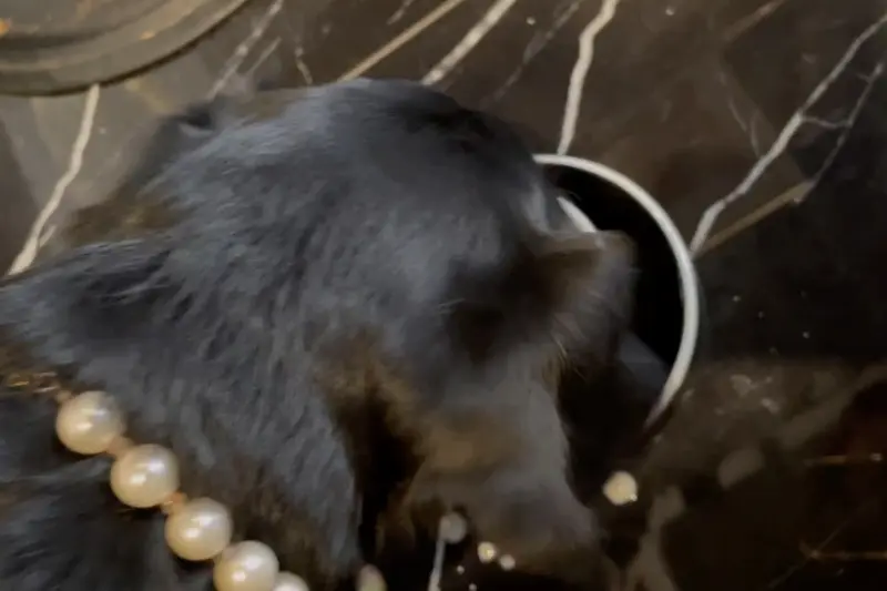 목걸이를 한 강아지가 물을 마시는 모습