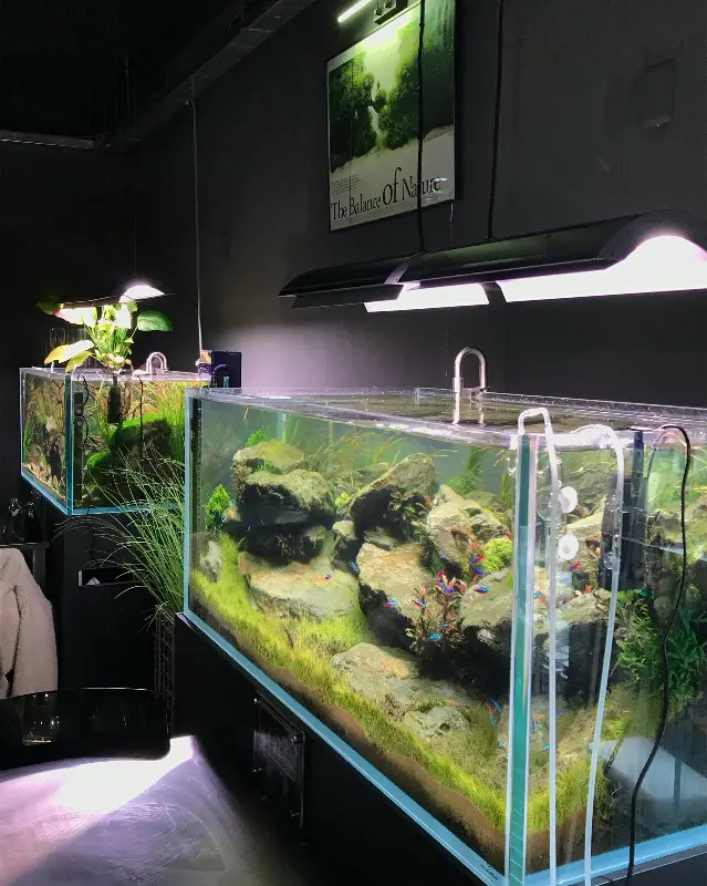 카페 내부의 어항들