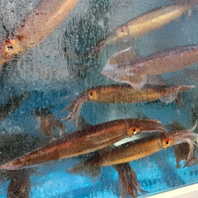 싱싱한 활어가 가득한 수족관