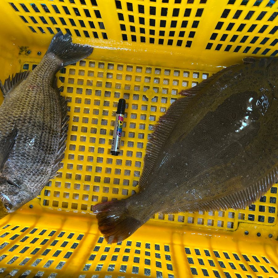 수조 안의 싱싱한 광어