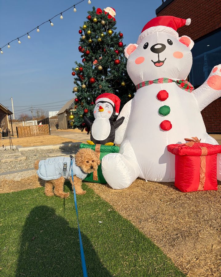 크리스마스 장식과 강아지