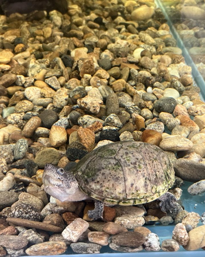 돌 틈에 숨어있는 거북이