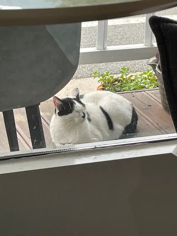 카페 마스코트 고양이