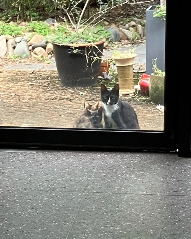 카페 창문 너머로 보이는 고양이 두 마리