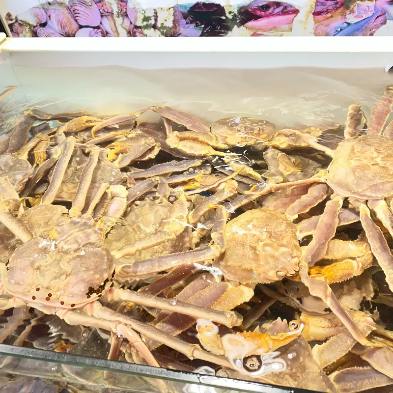 수족관 안의 싱싱한 대게들