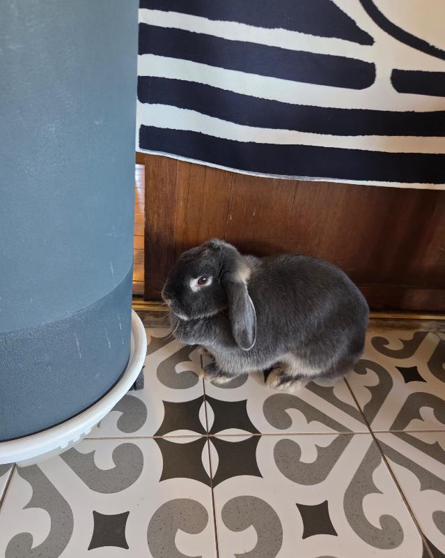 트래블373의 마스코트 토끼