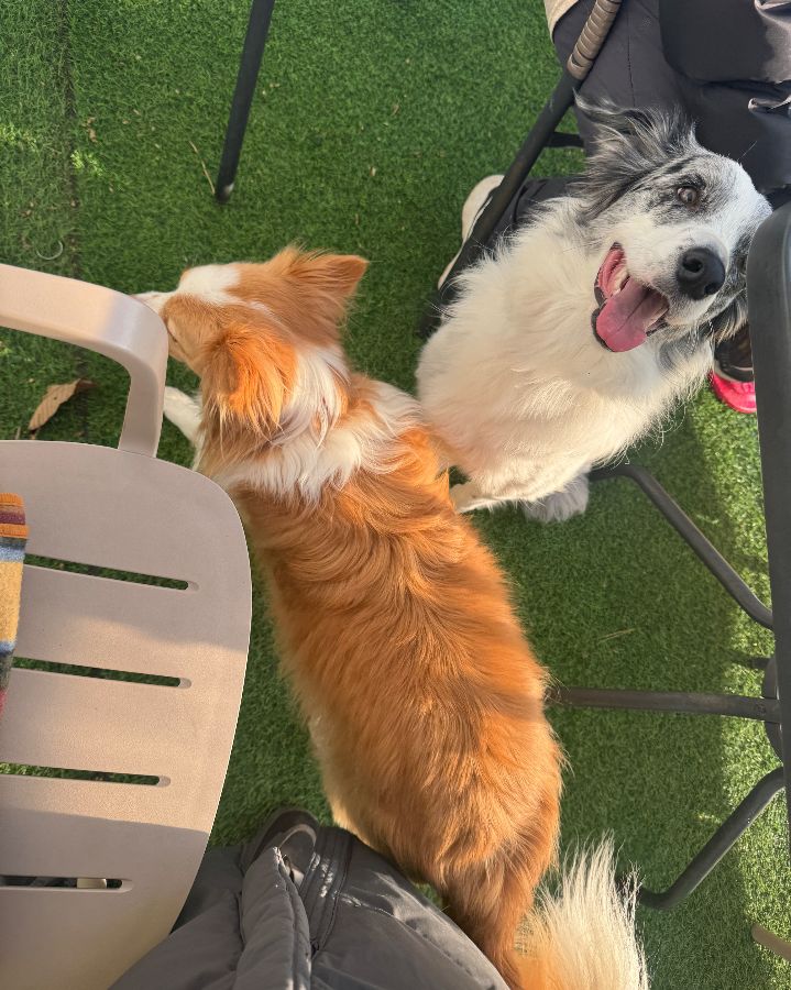 강아지들의 즐거운 시간