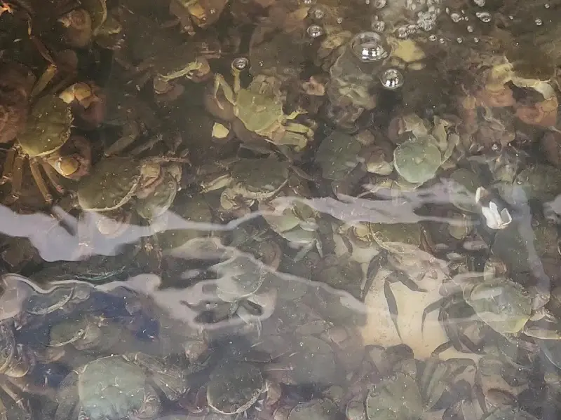 수족관 안에서 헤엄치는 싱싱한 참게들