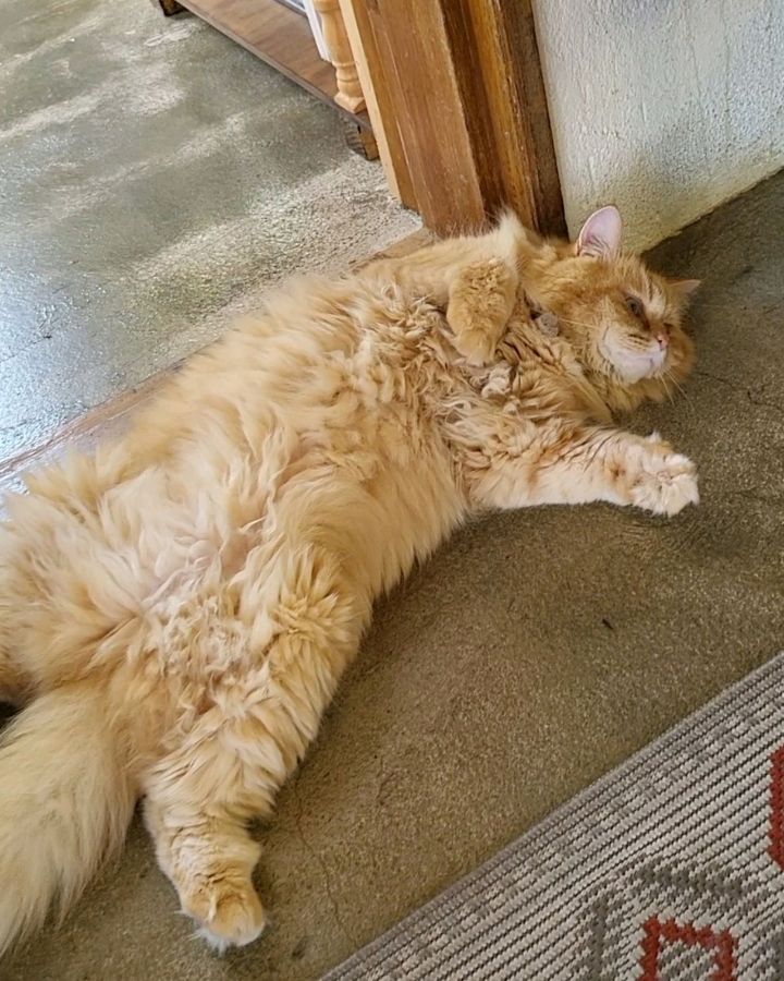 카페에서 자유롭게 쉬고 있는 고양이, 편안한 분위기를 더한다.