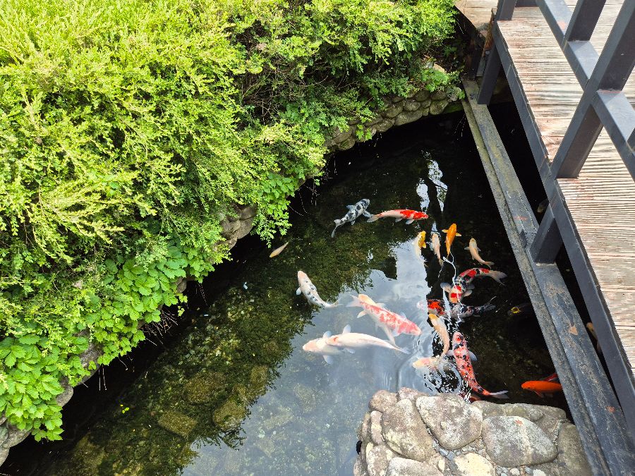 정원에 있는 연못에서 헤엄치는 형형색색의 잉어들